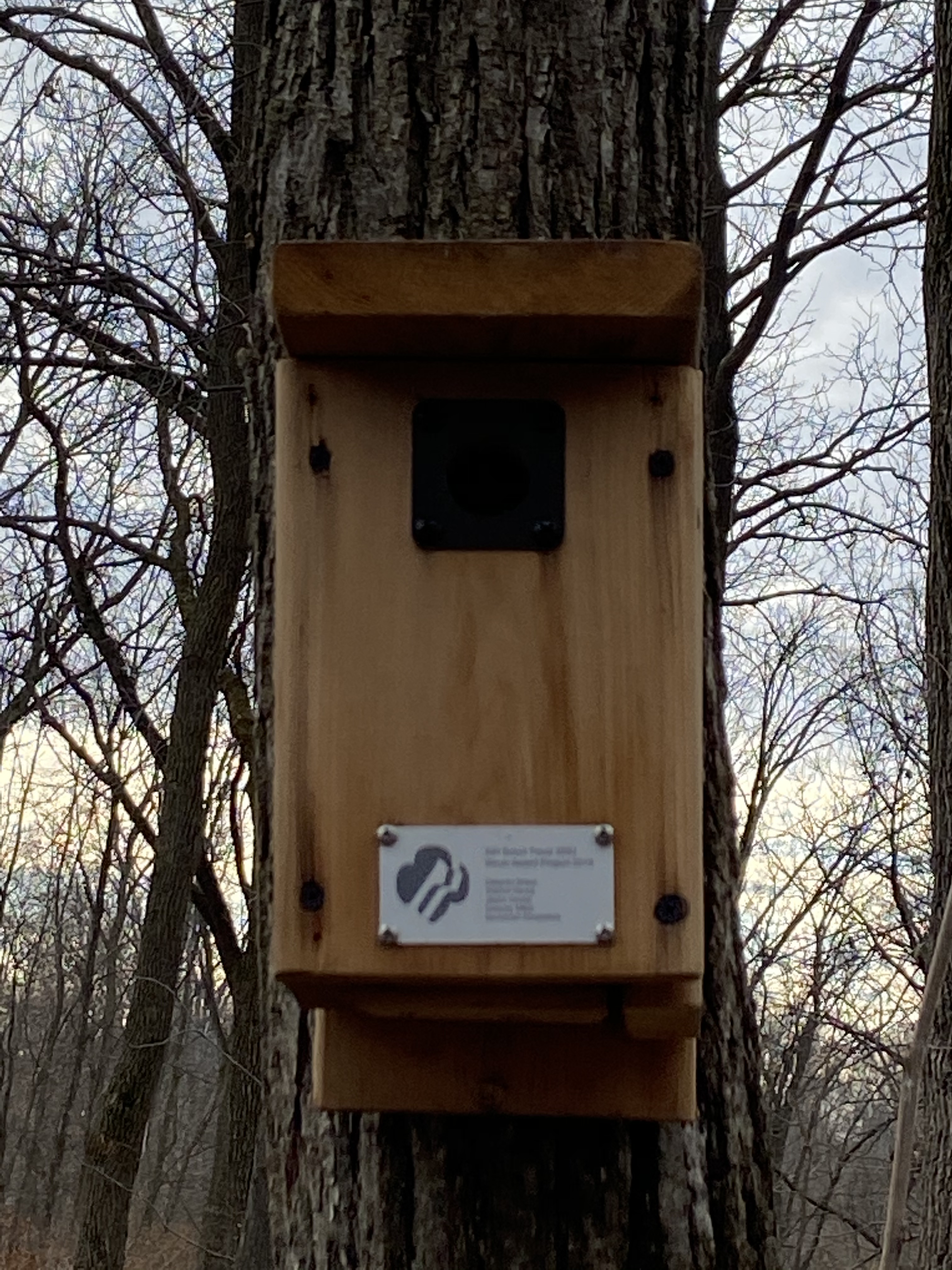 House Wren Box Image